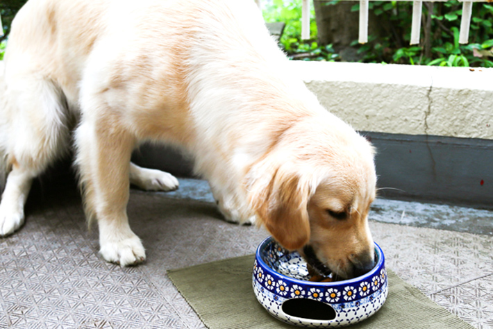 ペットボウル・ポーリッシュポタリー(ポーランド食器)
